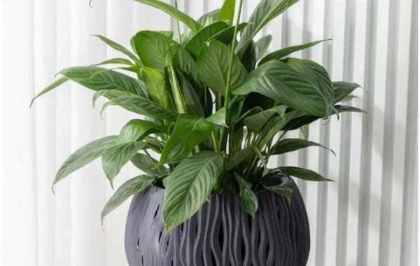 We Recommend Planter Flower Pots