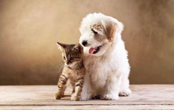 4 solutions for pet families with odors!