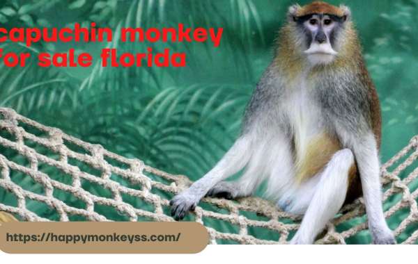 Capuchin monkey for sale Florida