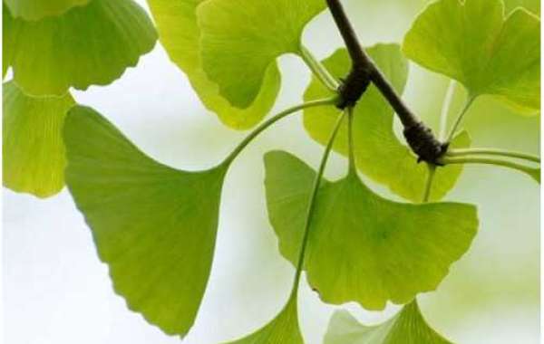 Are Ginkgo Biloba Extract Tablets the same as Ginkgo Biloba?