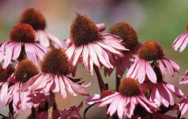 Several Functional Benefits of Echinacea Extract