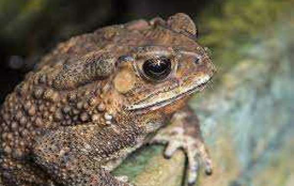 Colorado River Toad Venom Is an Incredible Natural Product to Heal the Skin