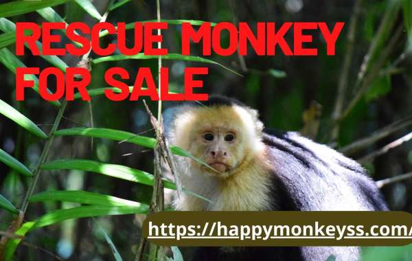 Rescue monkey for sale