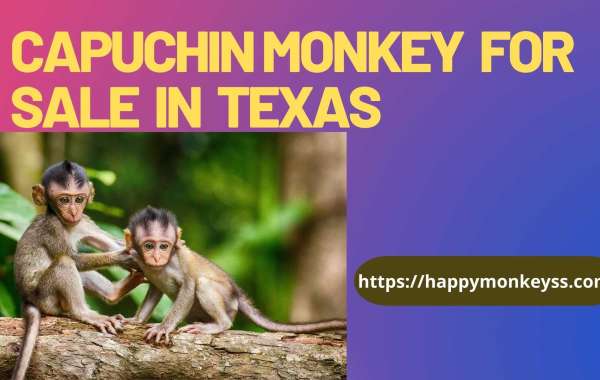 capuchin monkey for sale in Texas