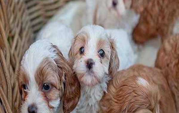 Learn everything you can about puppy sales.