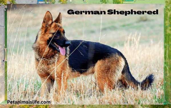 German Shephered