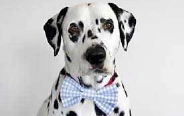 3 Cool Ways to Dress Up Your Dog: Dog bow tie holiday season