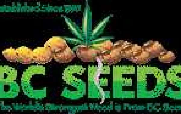How to Select the Best Cannabis Seeds