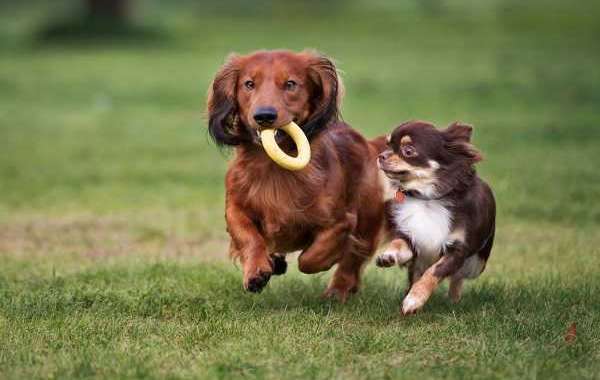 Knowledge Of The Right Time And Methods For Breeding A Dog