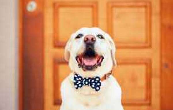 The Best Dog Bow Tie
