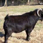 JC Boer Goats Profile Picture