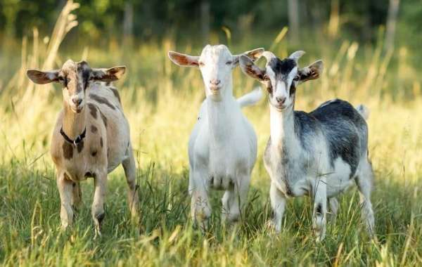 Discovering the Best Goat Breeders in California
