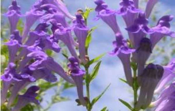 Knowledge popularization of skullcap extract