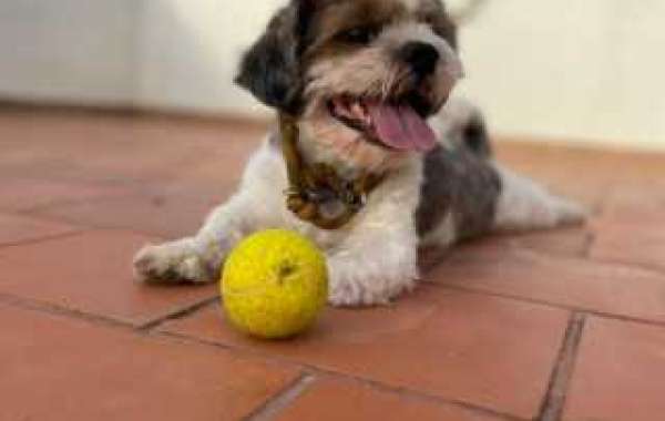 Knowing the Proper Procedures and Timing for Dog Breeding