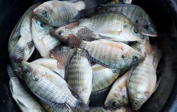 Aquaculture Market Report, Regional Overview Top Leaders Revenue and Forecast to 2020-2030