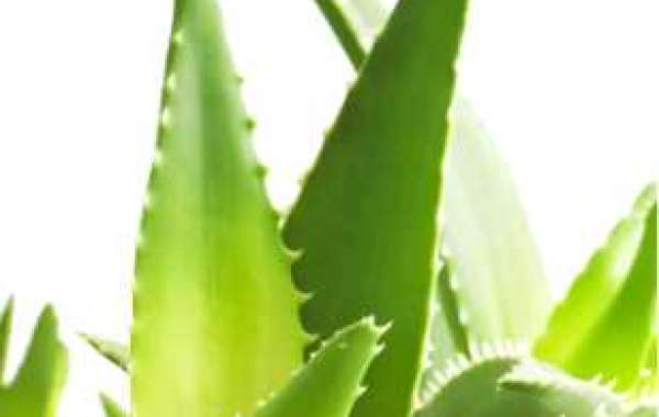 Buy Aloe Vera Extract, choose Nutra Herb