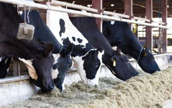 Advantages of Ultrasonic Technology in Beef Cattle Reproduction