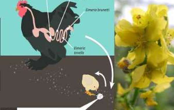 Agrimonia Extract-Anticoccidiosis inpoultry industry-Nutra Herb