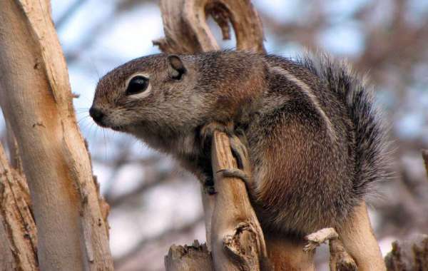 Realitas Harris's Antelope Squirrel, Spesies Tupai yang Hidup di Gurun