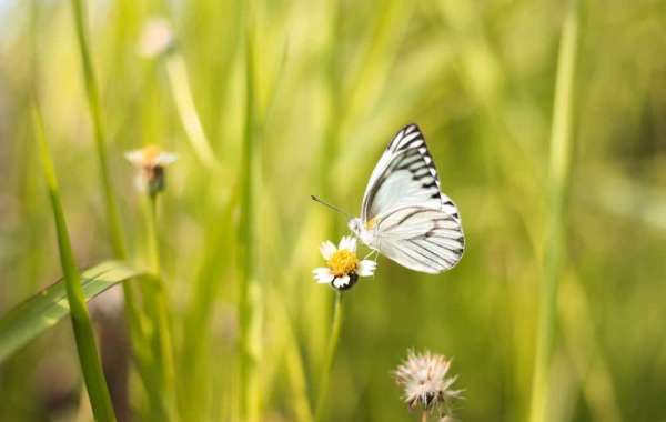 kupu-kupu salah satu serangga yang paling populer dan cantik