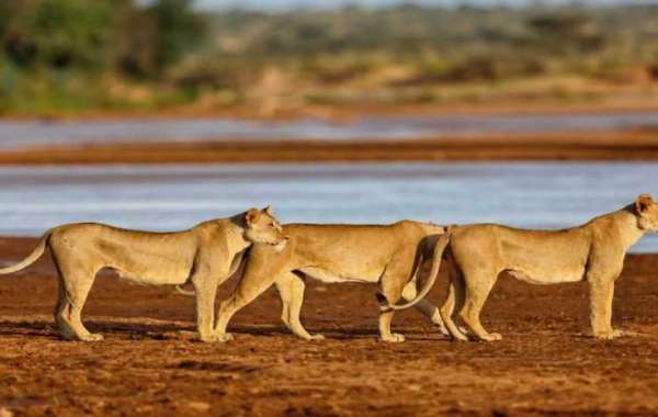 Looking for safari in kenya masai mara