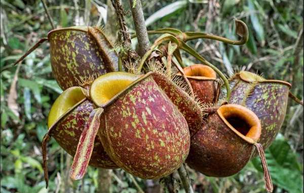 8 Tumbuhan Karnivora Paling populer, Dapat buat Tumpas Serangga