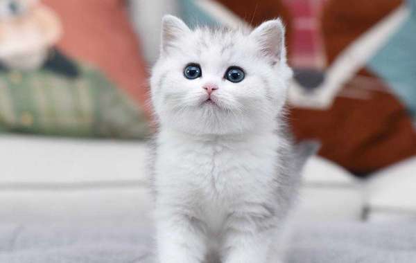 Scottish Fold Kittens for Sale Near Me: Finding Your New Feline Friend