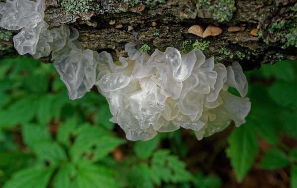 From Shelf to Skincare | Where to Source Tremella Mushroom Products?