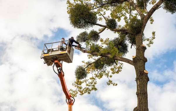 Choosing the Right Tree Removal Company: Key Factors to Consider