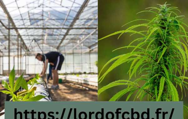 Avantages pour la santé du CBD