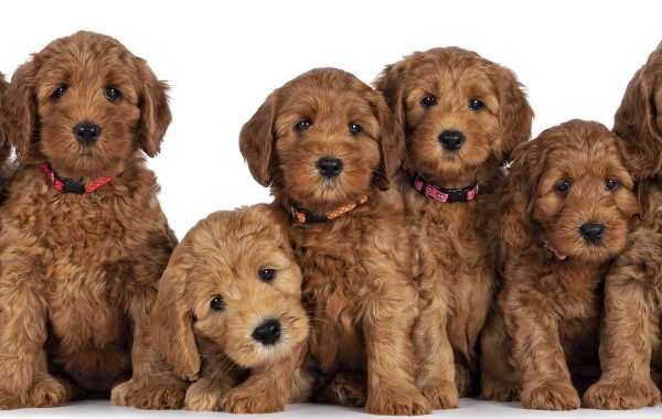 A Comprehensive Guide to Golden Doodle Puppy Prices: Understanding the Cost Factors