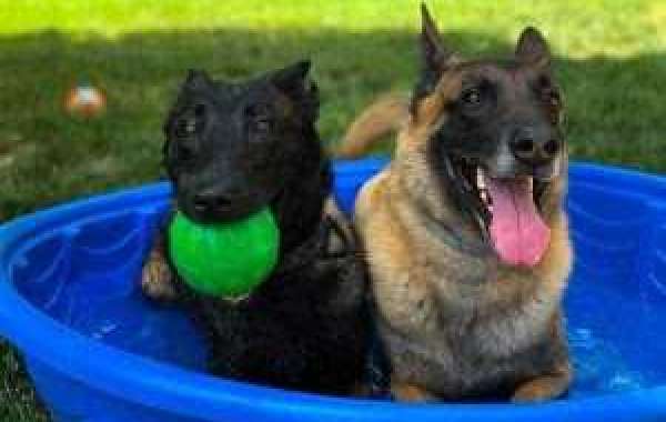 Expert Tips For Training Your Belgian Malinois Dog