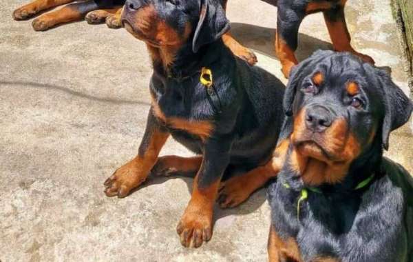 Looking For A Rottweiler Puppy For Sale