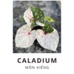Caladium VN Profile Picture