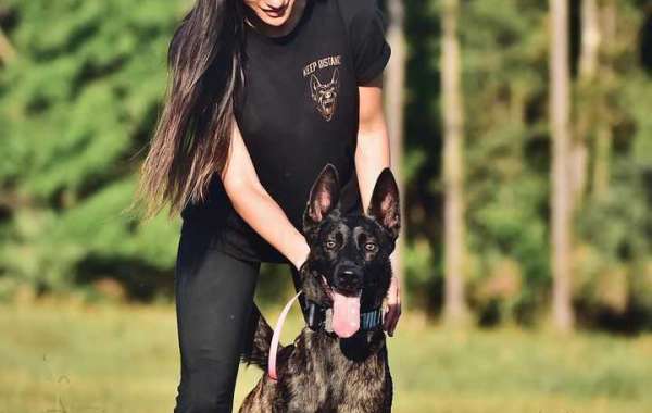 Trained Belgian Malinois Police Dogs - Safe & Reliable Protection