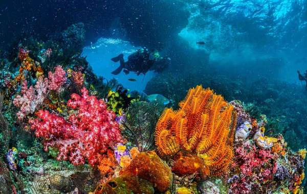 Explore the Enchanting Underwater World with PADI Cancun