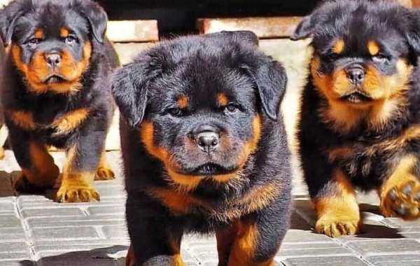 Rottweiler Dogs For Your Family