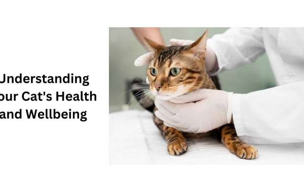 Understanding Your Cat's Health and Wellbeing
