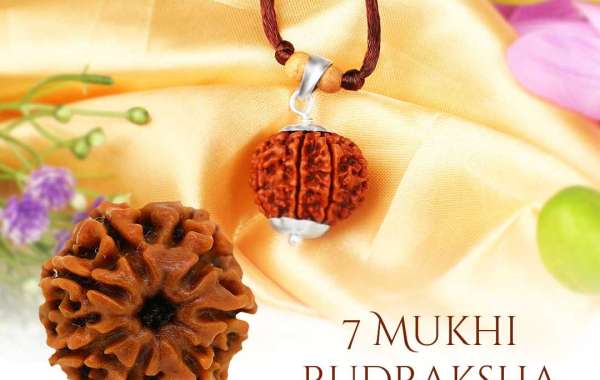 Shop 7 Mukhi Rudraksha Online At the best Price