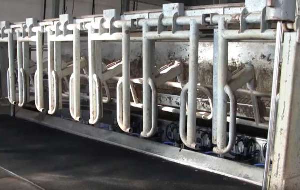 Milking parlour for dairy cattle