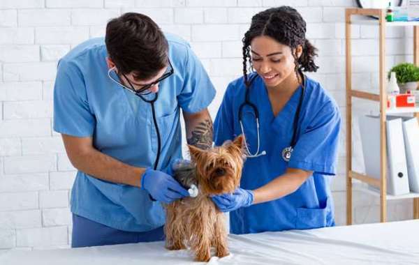 Get Enroll in Veterinary Assistant Programs Online in Canada