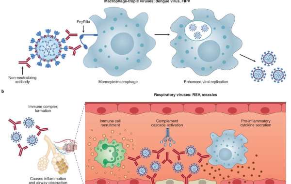 What is Antibody-Dependent Enhancement