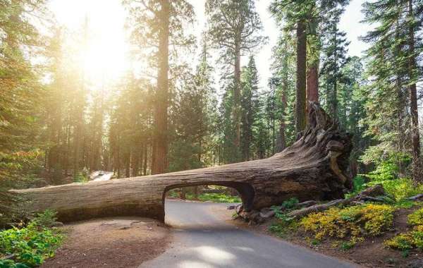 Discover the Giants: Sequoia National Park's Towering Trees and Breathtaking Landscapes