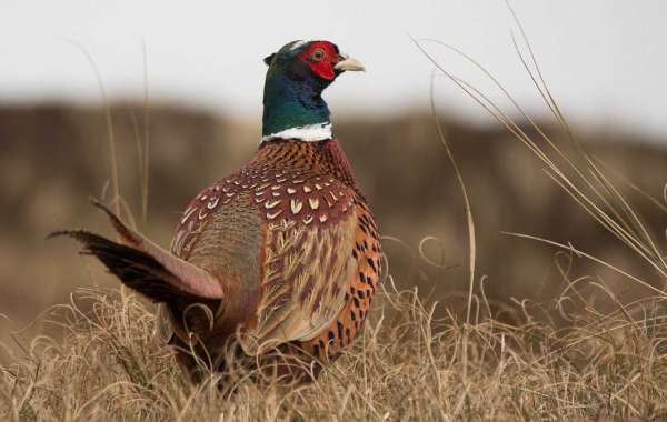 How Pheasants Forever Banquets Benefit Local Communities