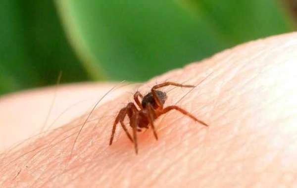 Home Remedies for Spider Bites: Use Them For Quick Relief