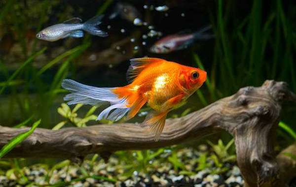 Carassius auratus: The Scientific Identity behind Beautiful Goldfish