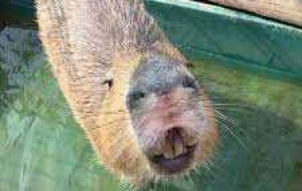 Capybara - The Greatest Rodent in the World
