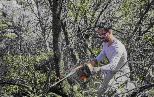 The Importance of Emergency Tree Removal Services in Sarasota