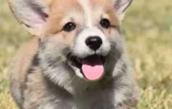 Corgi Puppies: Cost, Cardigan Welsh Corgi Puppies for Sale, and Corgi Puppy Price