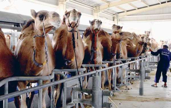 Camel Dairy Market Segmentation 2018-2028: Analyzing Key Market Segments